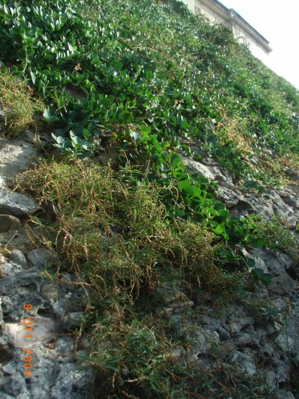 Amaranthus muricatus / Amaranto muricato